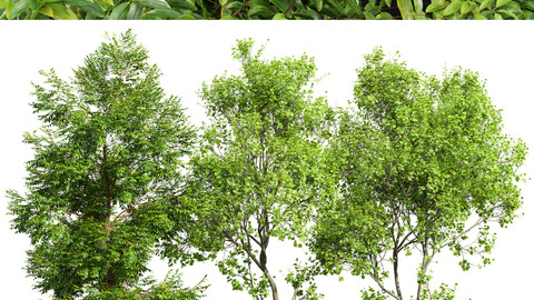 Black locust blossom and Acer Saccharinum