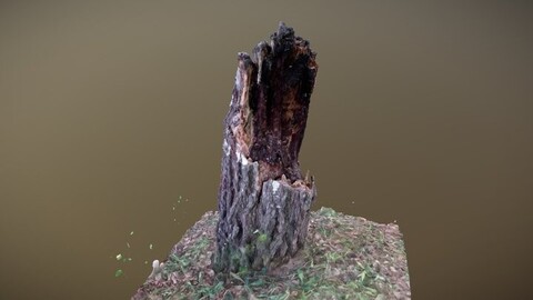 Decrepit stump: 3D Scan Reference