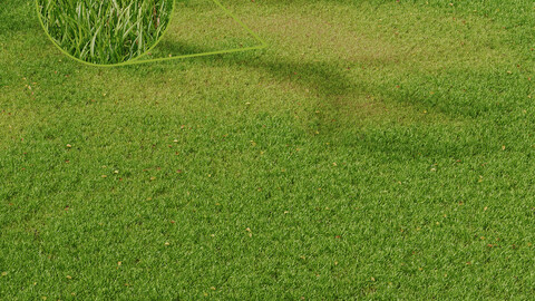 Grass Field Abstract Growing Summer