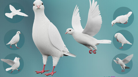 Realistic Animated White Dove
