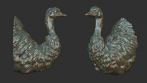 Emu ostrich bust