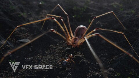 Spider (pholcus)  Animated | VFX Grace