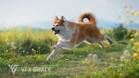 Akita Dog Animated | VFX Grace