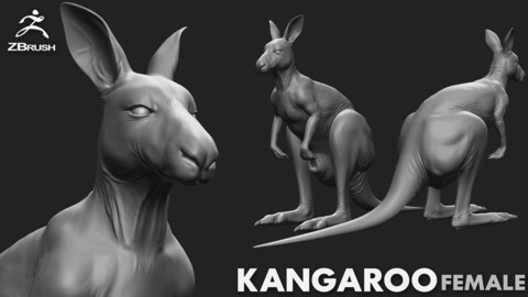 Kangaroo female - Topology + UV map