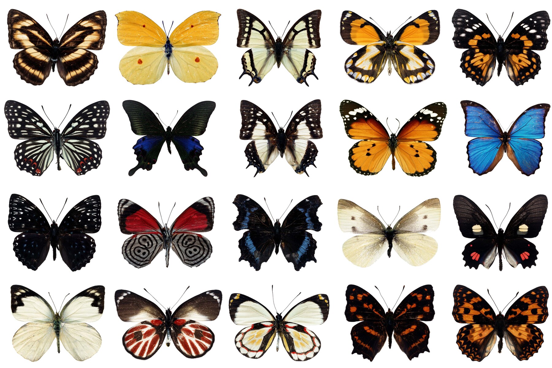 Название рисунков бабочки. Разнообразие бабочек. Название бабочек. Много видов бабочек. Названия бабочек с картинками.