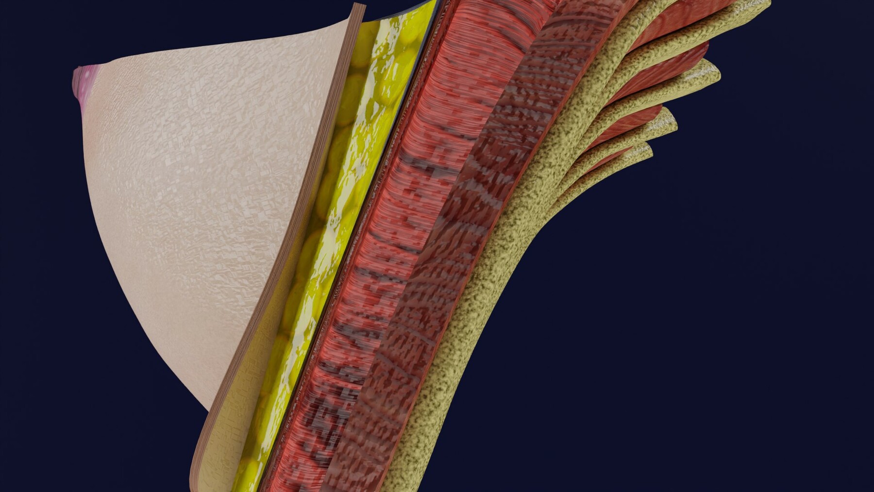 Breast anatomy histology detailed labelled precise to scale model Modelo 3D  in Anatomia 3DExport