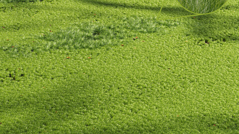 Grass Beautiful Grassland Summer