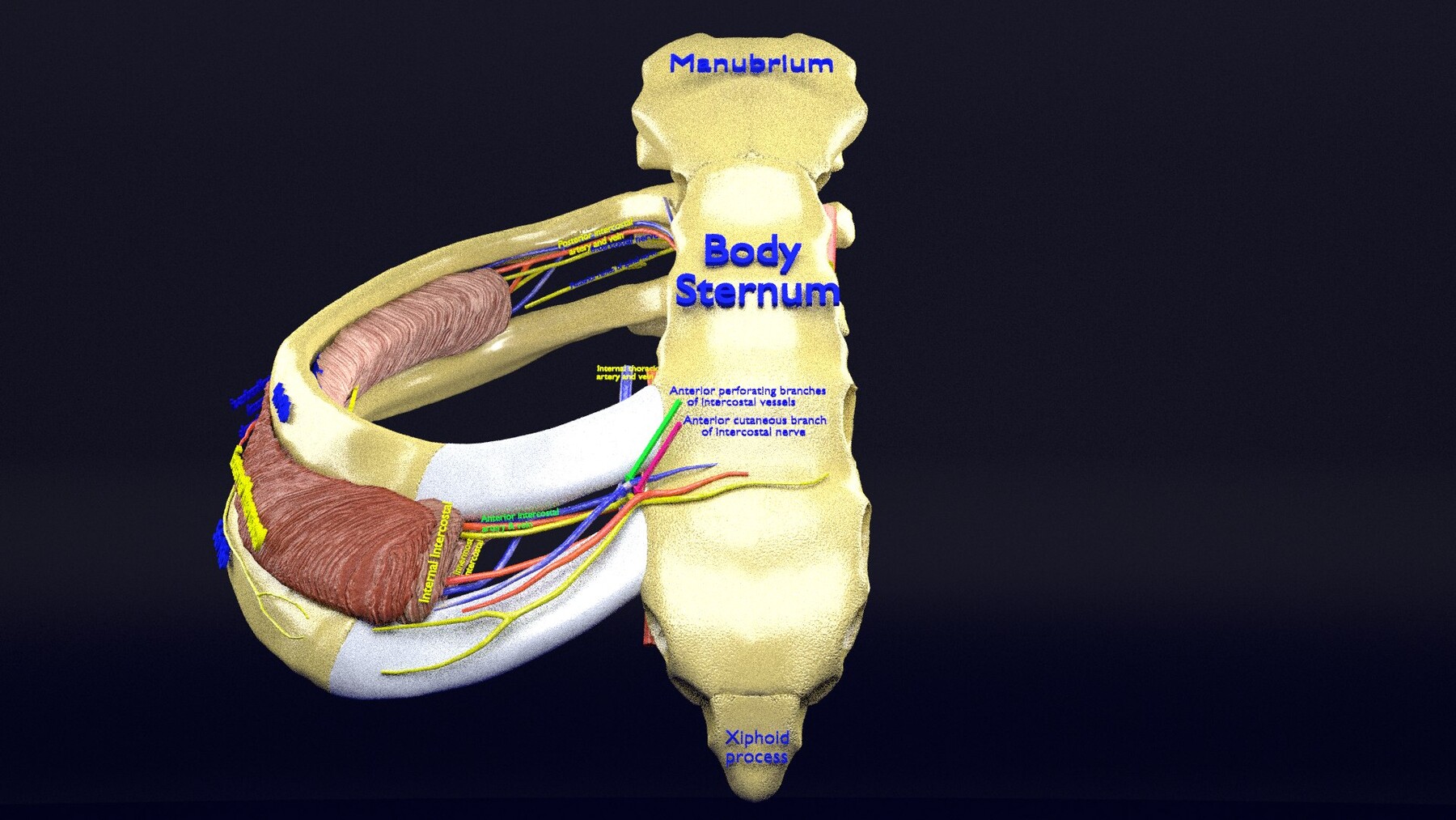 ArtStation - Intercostal space anatomy | Resources