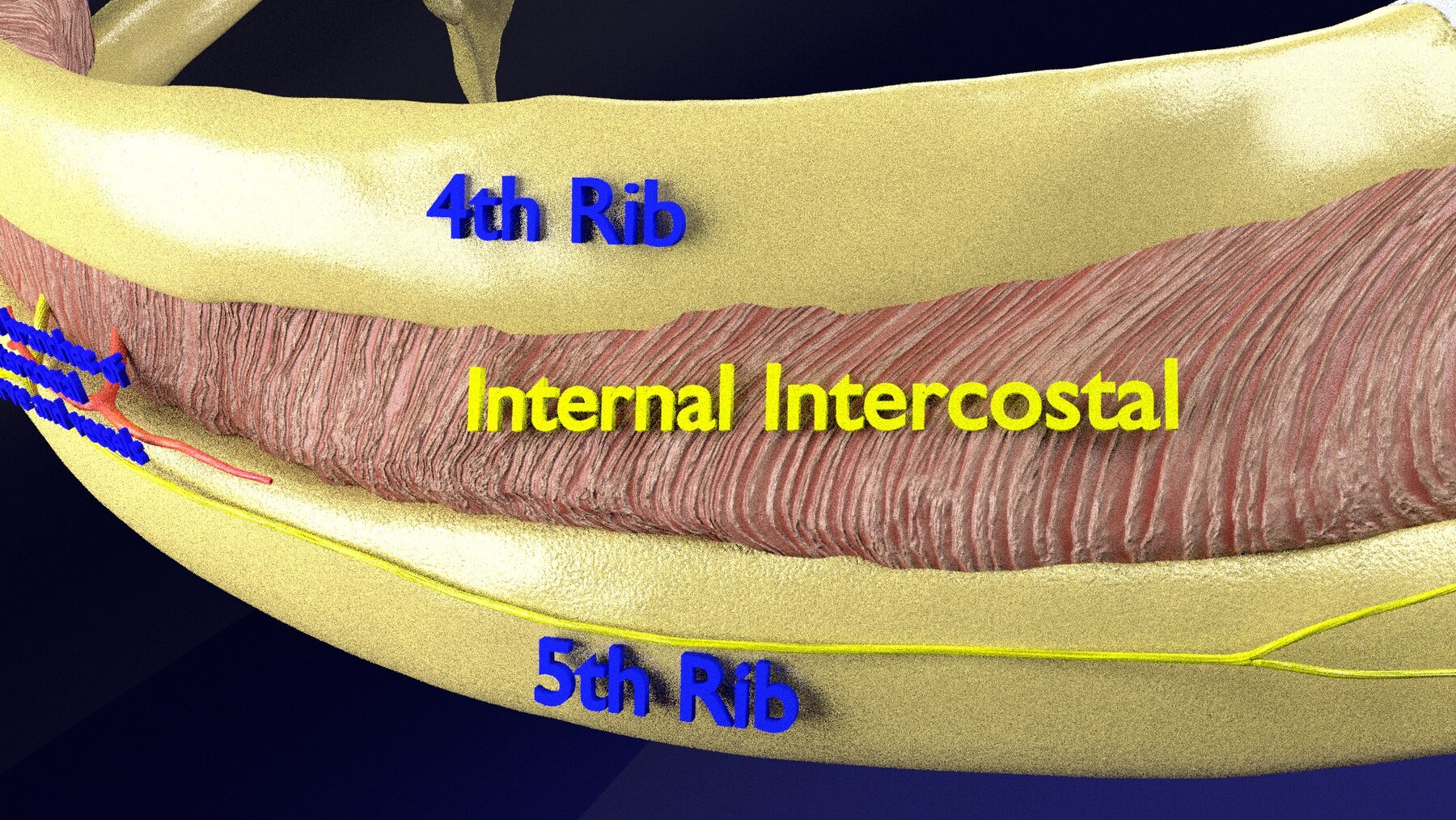 Artstation - Intercostal Space Anatomy 