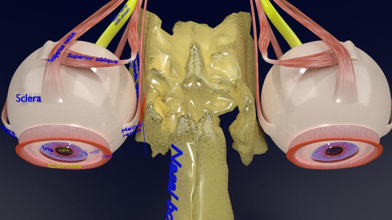 ArtStation - eye anatomy cut section detailed labelled | Resources