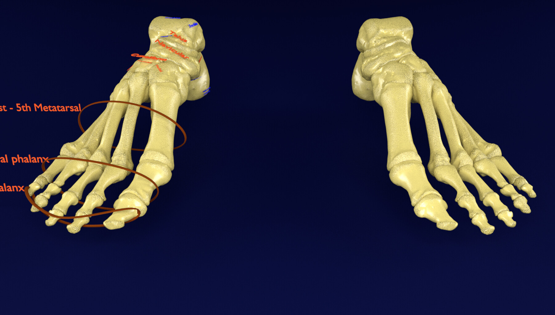 ArtStation - Foot Seperated Bones With Label model | Resources