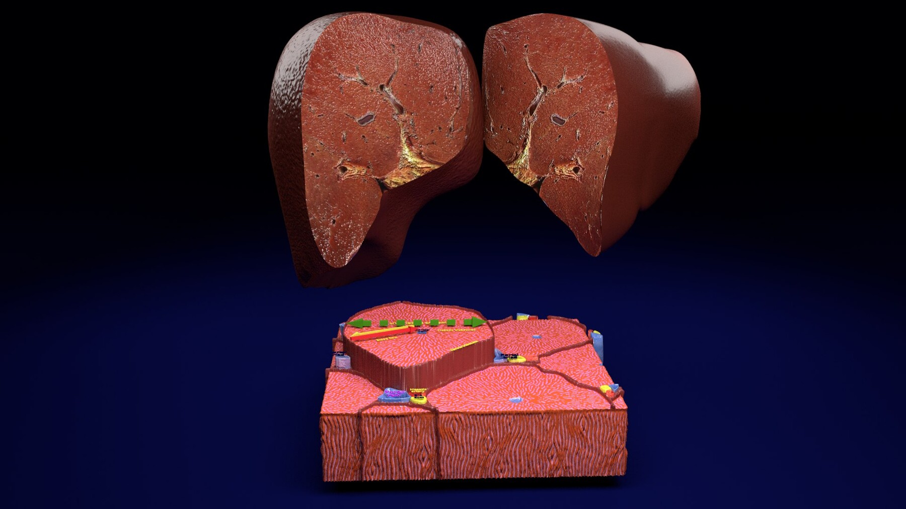 ArtStation - liver lobule histology animated 3D model blend | Resources