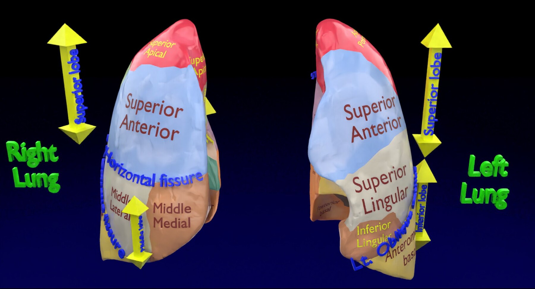 ArtStation - 3D Lung Pulmonary segment anatomy model | Resources