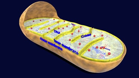 ArtStation - Mitochondria Microscopy detailed labelled 3D model | Resources