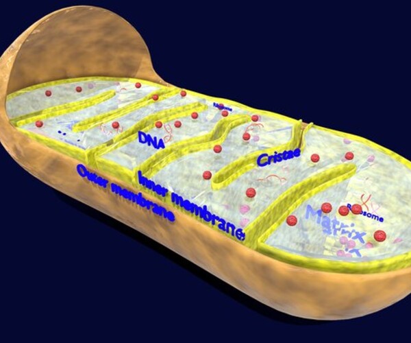 ArtStation - Mitochondria Microscopy detailed labelled 3D model | Resources