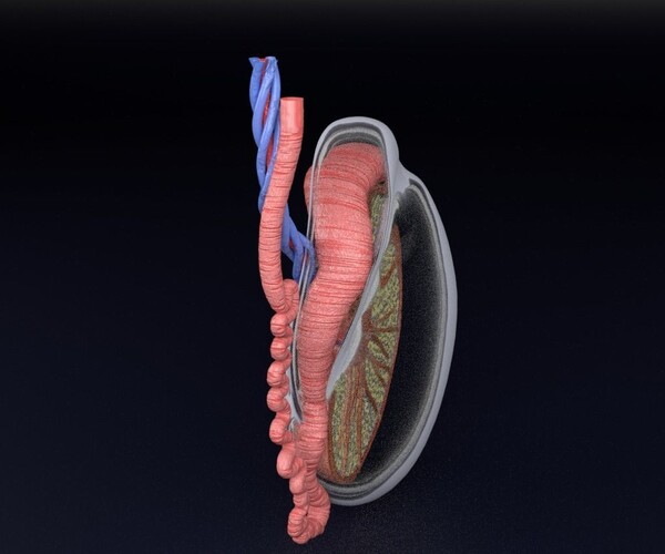 ArtStation - Testis Cut Section With Labels detail anatomy histology ...