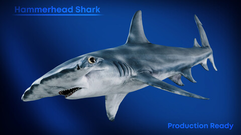 Hammerhead Shark | Production Ready