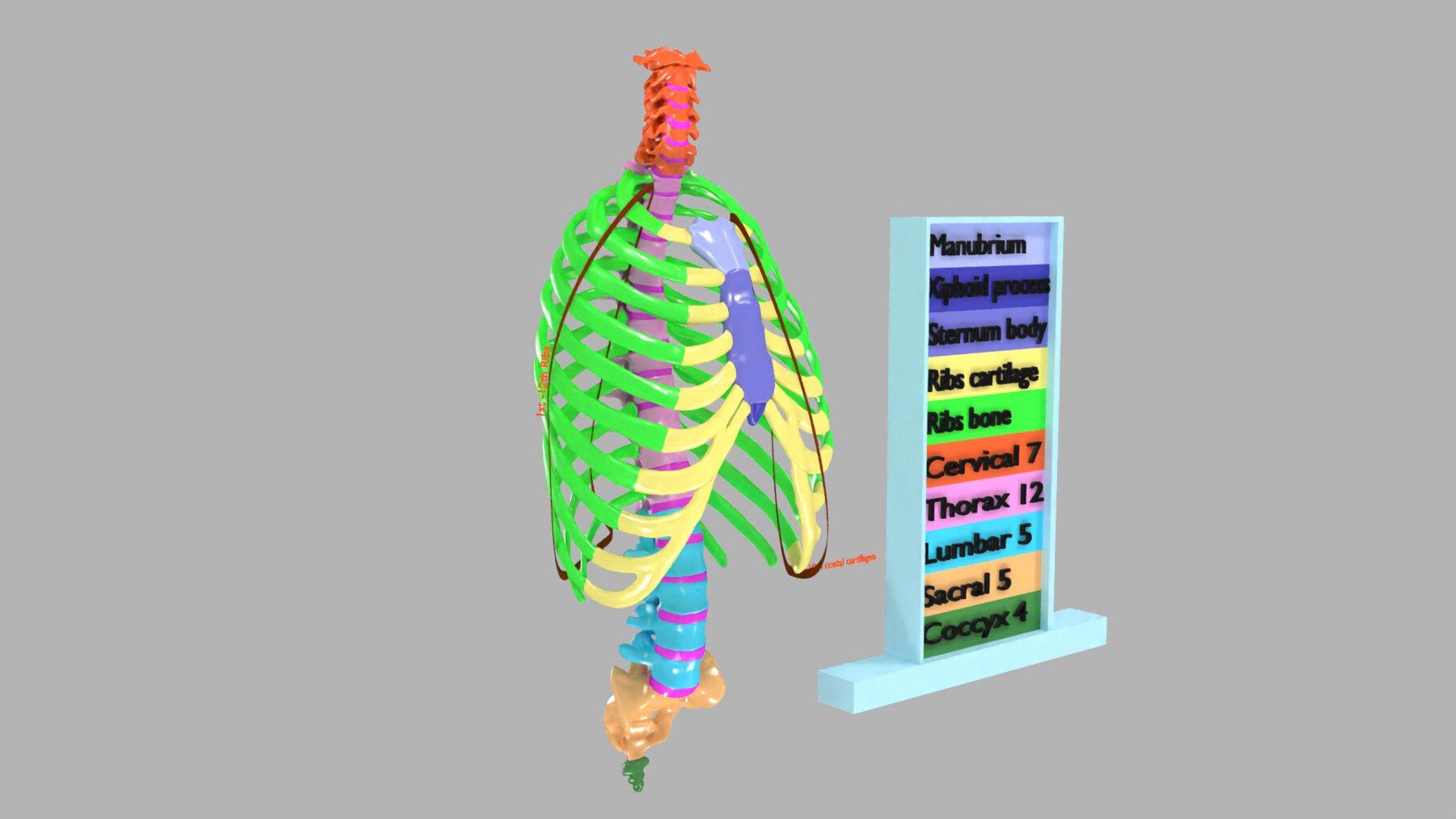 ArtStation - ribs and vertebrae color coded animated | Resources