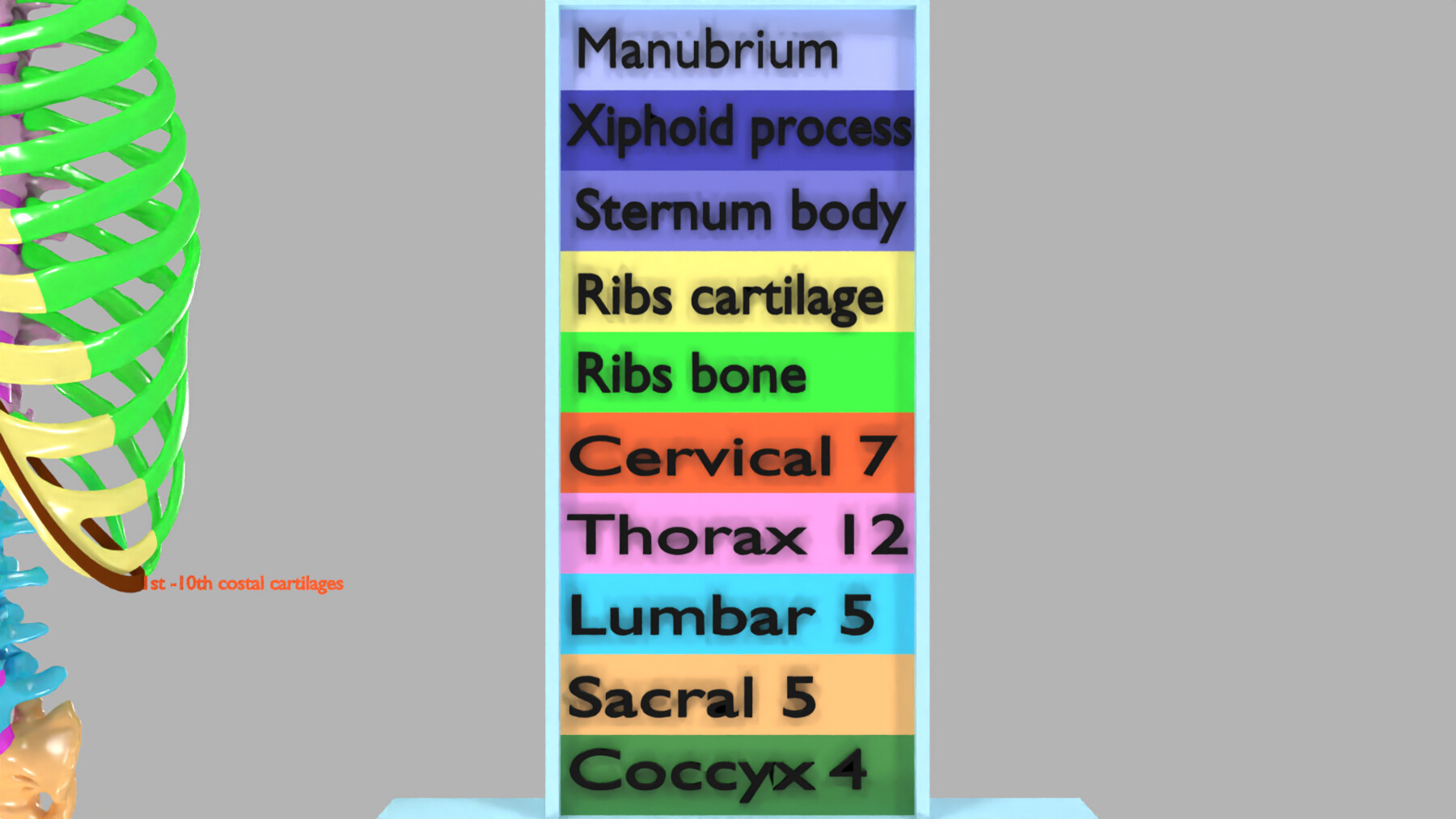 ArtStation - ribs and vertebrae color coded animated | Resources