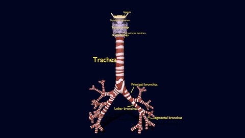 Trachea and larynx anatomy labelled detail