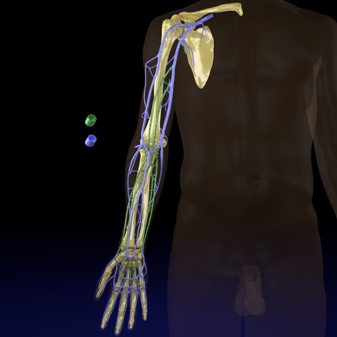 ArtStation - Venous drainage upper limb- vein model | Resources