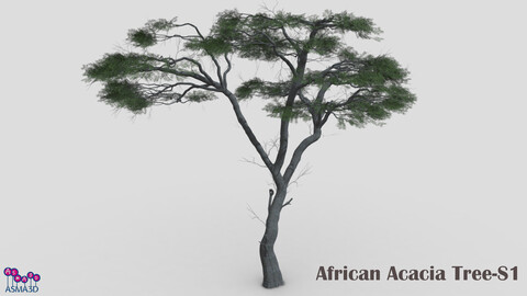 African Acacia Tree-S1