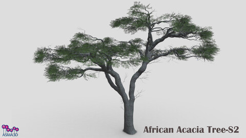 African Acacia Tree-S2