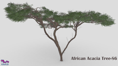 African Acacia Tree-S6