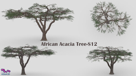 African Acacia Tree-S12