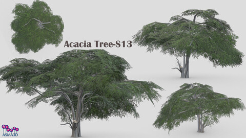 Acacia Tree-S13