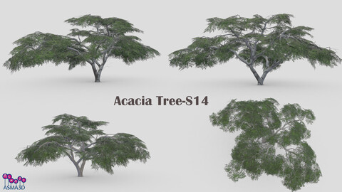 Acacia Tree-S14