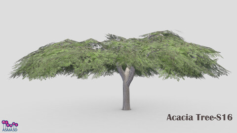 Acacia Tree-S16