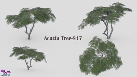 Acacia Tree-S17