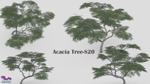 Acacia Tree-S20