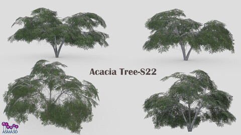 Acacia Tree-S22