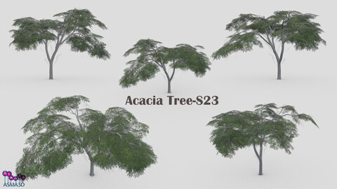 Acacia Tree-S23