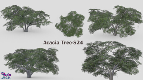 Acacia Tree-S24