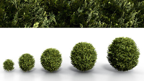 BoxWood Spherical Collection | PBR | MidPoly