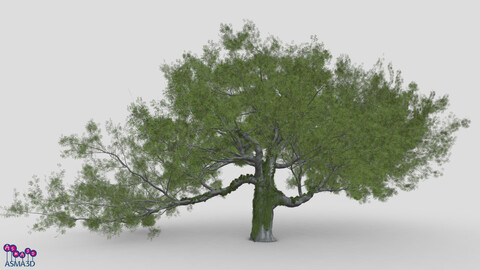 Live Oak by Ivy-New Style