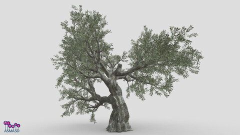 Live Oak Tree-S2