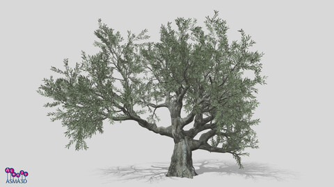 Live Oak Tree-S4