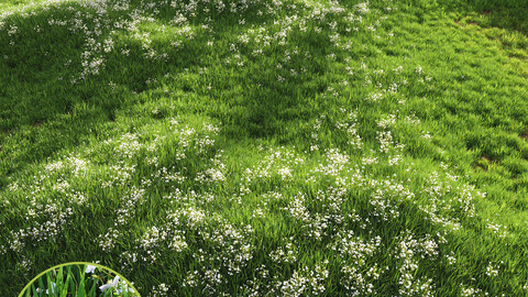 Grass Beautiful Lawn With Libertia Grandiflora