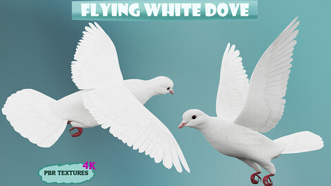 Realistic flying White Dove- LOOP FLIGHT animations Low-poly