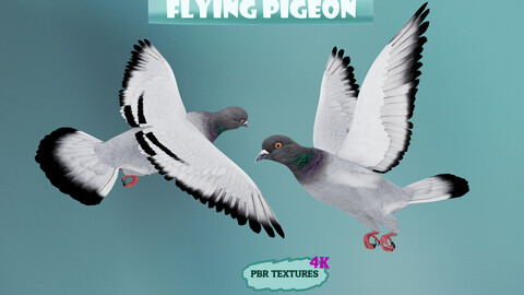 Realistic flying Pigeon - LOOP FLIGHT animations Low-poly