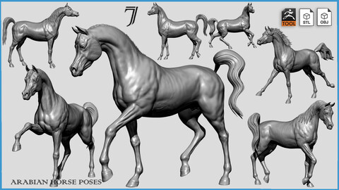 7-Arabian Horse Poses - 3D Models- ZTL+OBJ+STL