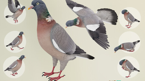 Realistic Animated Wood Pigeon