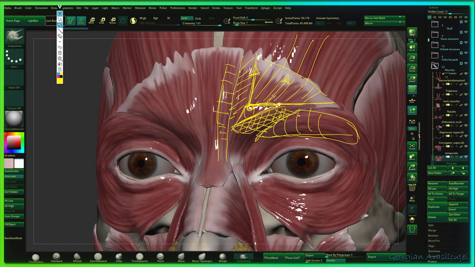 ArtStation Facial Anatomy tutorial Tutorials