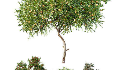 HQ Apple fruit Orange fruit Tangerine fruit tree 01