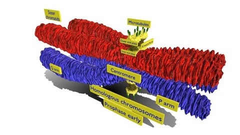 Chromosome homologous centromere kinetochore blender 3d model