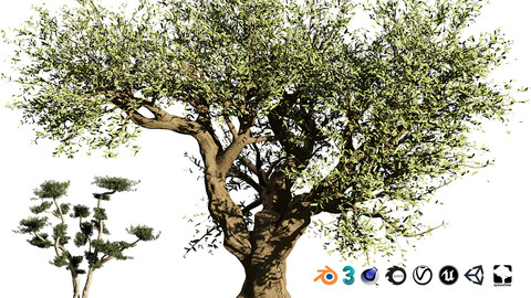 High-Quality Olive Trees 3d model for indoor and landscapes